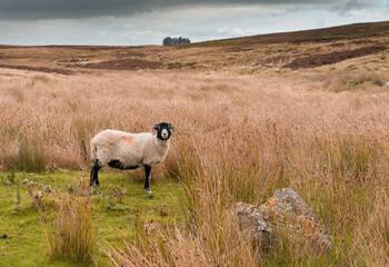 Swaledale sheep on a Northumberland Moor
