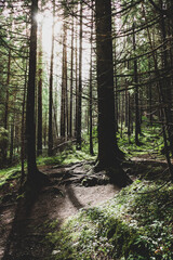 footpath in the woods