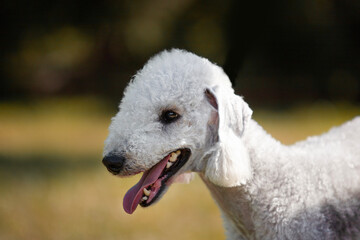 Bedlington Terrier dog portrait of head
