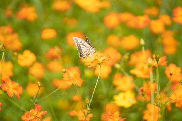 キバナコスモスと蝶々