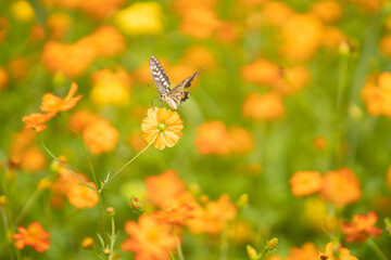 キバナコスモスと蝶々