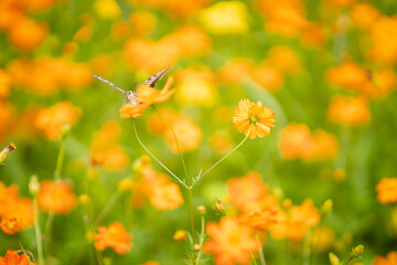 キバナコスモスと蝶々