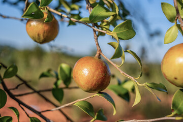 Camellia oleifera fruit growing on a camellia oleifera tree