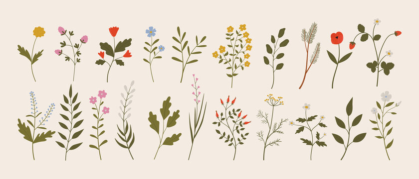Set of vintage wild herbs, flowers, branches, leaves. Botanical vector illustrations of forest flora. Hand drawn colorful floral elements. Clipart for design and print