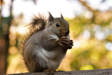 クルミを食べる丸々としたニホンリス