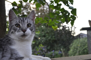 Katze im Garten, katzensicherer Garten, Haustiere, Katze, norwegische Waldkatze- Mix, Kater, Tiere, Tierliebe 