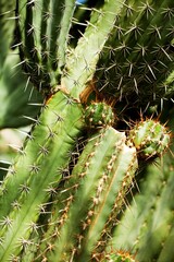 cactuses