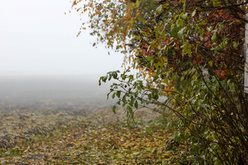 jesienna mgła 2 - obrazy, fototapety, plakaty