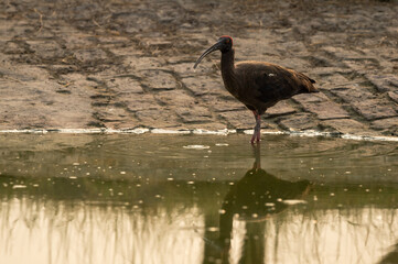 Red naped ibis or Indian black ibis or Pseudibis papillosa closeup with reflection in water at tal chhapar sanctuary rajasthan india