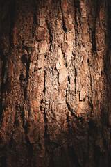 bark of a tree texture