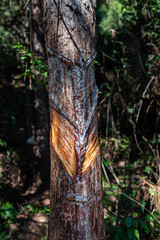 Pine tree cut pine oil background material