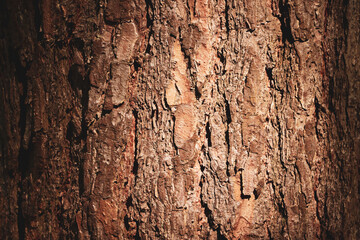 old wood texture bark of a tree