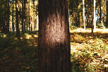 sunlight in the forest