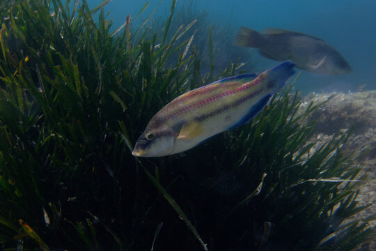 Male Peacock wrasse (Symphodus tinca) in Mediterranean Sea