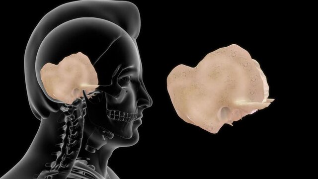 Human temporal bone anatomy 3d rendered video clip