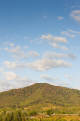 Obraz premium Silhouettes of trees at dawn