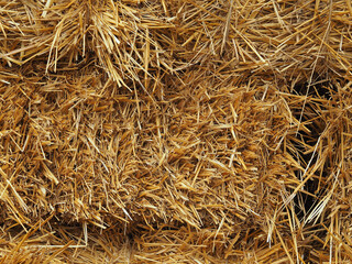 Quality golden straw as background