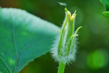 caterpillar on a leaf