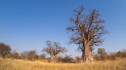 Huge single baobab tree standing in it's natural habitat in Namibia, Africa