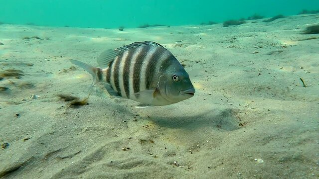 A small Sheepshead fish (archosargus probatocephalus) ignores the diver and camera while foraging for crustaceans in the sandy bottom of a Florida spring.