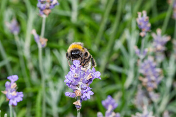 Bumblebee on the violet flower.