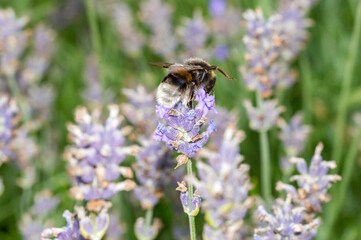 The large garden bumblebee (Bombus ruderatus) on the lavender.