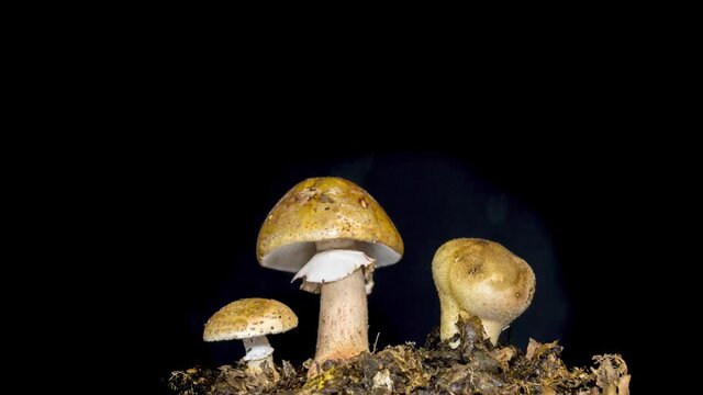Three mushrooms opening on black background. Timelapse