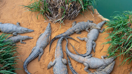 A group of eight juvenile nile crocodiles -  crocodylus niloticus - lying on a sandy riverbank next...