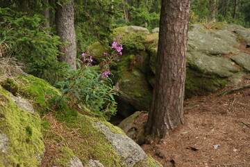 Chamaenerion angustifolium, a pink herb in the forest