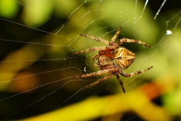 spider