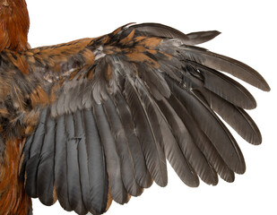brown wing with black feathers on a white background