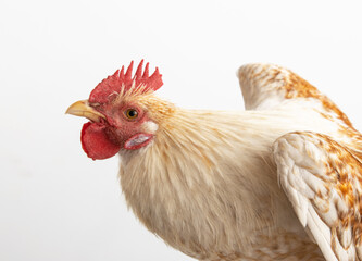 white rooster with red feathers on a light background