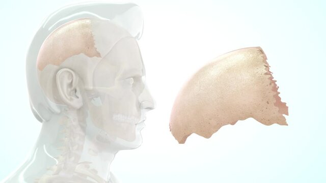 human skull parietal bone anatomy 3d rendered video clip
