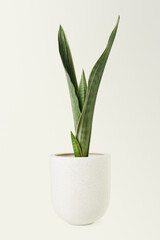 Silver queen snake plant in a ceramic pot