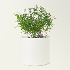 Maidenhair fern in a ceramic pot