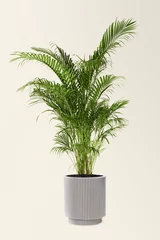 Foto op Plexiglas Golden cane palm in a ceramic pot © Rawpixel.com