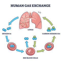 Human gas exchange process with oxygen cycle explanation outline diagram. Labeled educational carbon dioxide CO2 transportation with red blood cells flow to provide lung function vector illustration. - obrazy, fototapety, plakaty