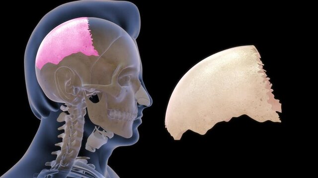 human skull parietal bone anatomy 3d rendered video clip