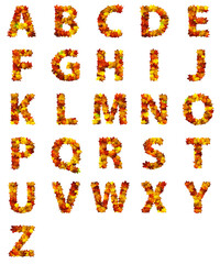 Letters of autumn leaves isolated on white background. Set of letters made of autumn leaves. Alphabet.