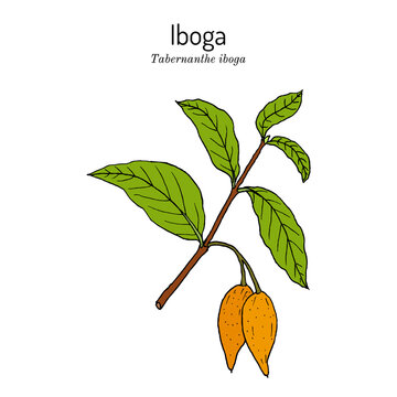 Tabernanthe iboga, medicinal plant
