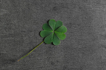 Green four leaf clover on grey table, top view