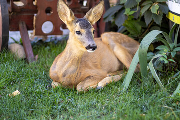 Fototapeta premium A little dear is chews grass and is sitting on green grass near a cart. Summertime. Zooclub.