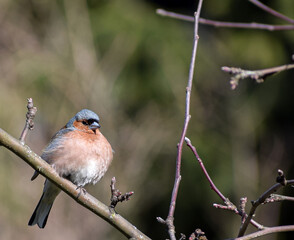 finch in the garden