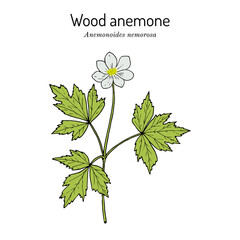 Wood anemone Anemone nemorosa , medicinal plant