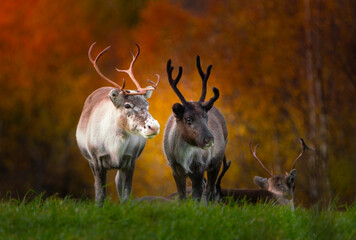 reindeer in the colors of autunm. 