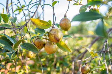 Camellia oleifera growing on a camellia oleifera tree in autumn