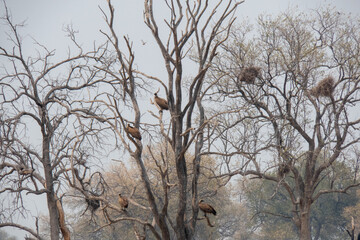 Four vultures resting in a tree at Khaudum National Park, Namibia