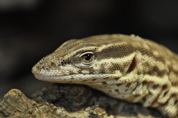 Stachelschwanzwaran- varanus acanthurus 