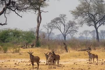 Draagtas Kudde roan antilopen in de gele graslanden van het Khaudum National Park, Namibië © Fearless on 4 Wheels