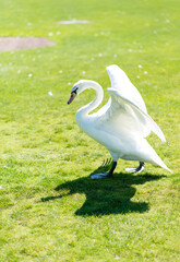 graceful white swan walks on the grass, beautifully spread its wings	